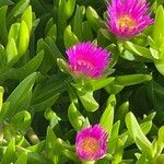 Carpobrotus chilensis Hoja