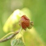 Dombeya ciliata Folla