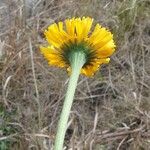 Helenium pinnatifidum Flower