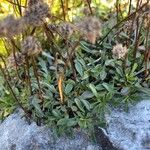 Globularia cordifolia Leaf