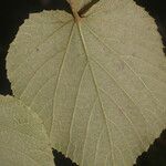 Vitis tiliifolia 果実