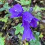 Campanula rhomboidalis Bloem