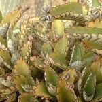 Kalanchoe daigremontiana ശീലം