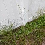 Paspalum notatum 整株植物