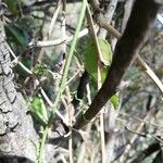 Smilax aspera 其他