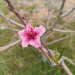 Prunus persica फूल
