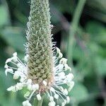 Plantago argentea Fula