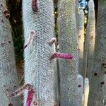 Cleistocactus strausii Blüte