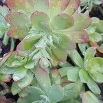 Sedum palmeri List