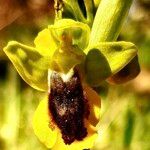 Ophrys lutea花