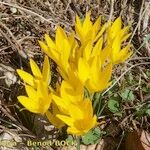 Sternbergia sicula अन्य