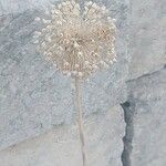 Allium polyanthum Цветок