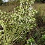 Arnoglossum atriplicifolium Fruit