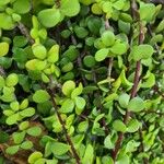 Portulacaria afra Blad