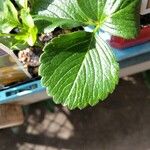 Fragaria x ananassa autre