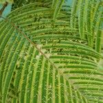 Anadenanthera colubrina ഇല