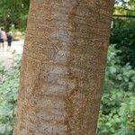 Dracaena draco Bark