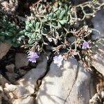 Limonium pseudominutum Fleur