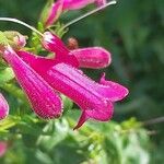 Penstemon roseus