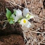 Chlorophytum tuberosum 花