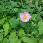 Rosa caninaFlower