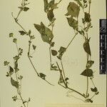 Hypoestes triflora Otro