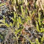 Lycopodium clavatum Leaf