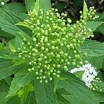 Spiraea alba Fula