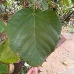 Ficus auriculata Blad