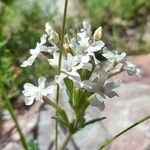 Verbena platensis 花