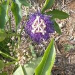 Passiflora incarnata Цвят