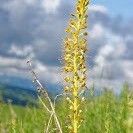 Eremurus fuscus Flower