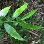 Azara lanceolata अन्य