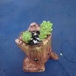 Sedum greggii Hoja