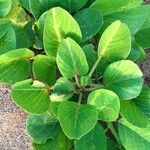 Ipomoea pes-caprae 整株植物