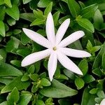 Jasminum multipartitum Flower