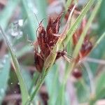 Rhynchospora fusca Flor