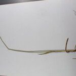 Carex atrofusca Іншае