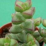 Crassula brevifolia