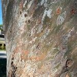 Corymbia citriodora Bark