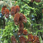 Picea abies Плод