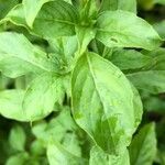 Ocimum americanum Лист