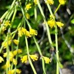 Ephedra viridis Virág