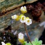 Draba dubia