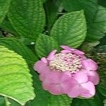 Hydrangea serrata Кветка