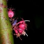 Clidemia septuplinervia Flor