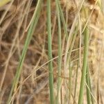 Cyperus conglomeratus Leaf