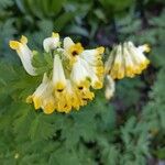 Corydalis nobilis Blüte