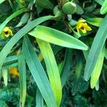 Maxillaria variabilis Blad