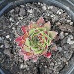 Sempervivum tectorum Φύλλο